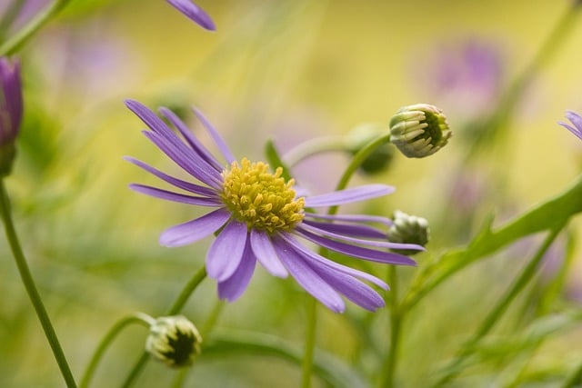 Free download daisy lila green flora bokeh free picture to be edited with GIMP free online image editor