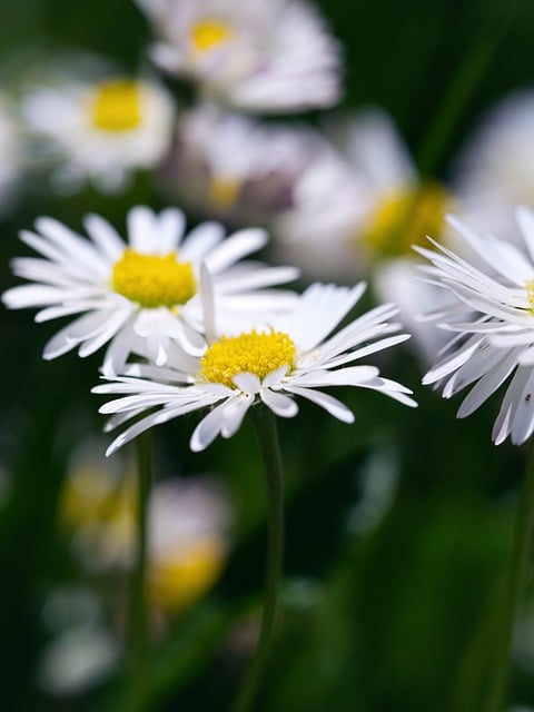Free download daisy macro nature flower grass free picture to be edited with GIMP free online image editor