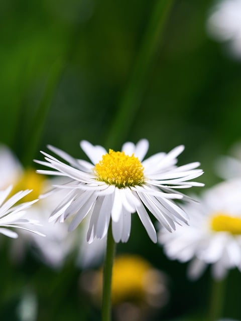 Free download daisy macro nature flower spring free picture to be edited with GIMP free online image editor