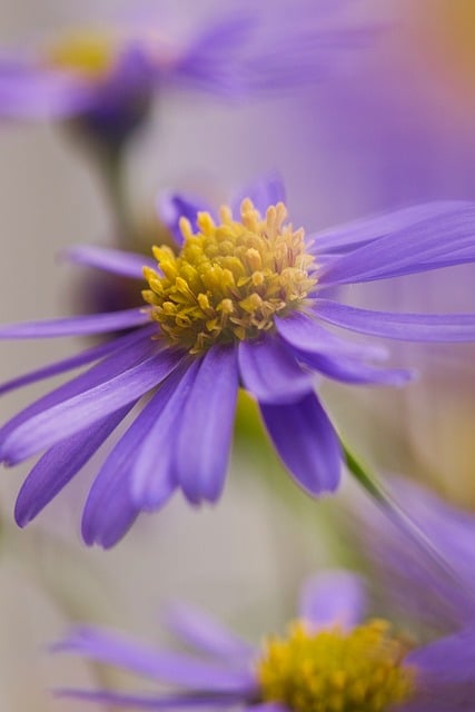Free download daisy nature beauty lila flora free picture to be edited with GIMP free online image editor
