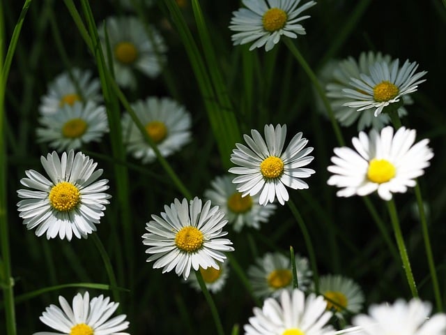 Free download Daisy Nature Flower -  free photo or picture to be edited with GIMP online image editor