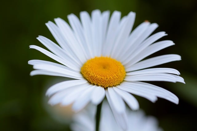 Free download daisy nature flower white flower free picture to be edited with GIMP free online image editor