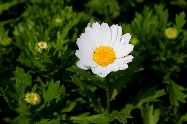 Free download daisy oxeye daisy marguerite daisy free picture to be edited with GIMP free online image editor