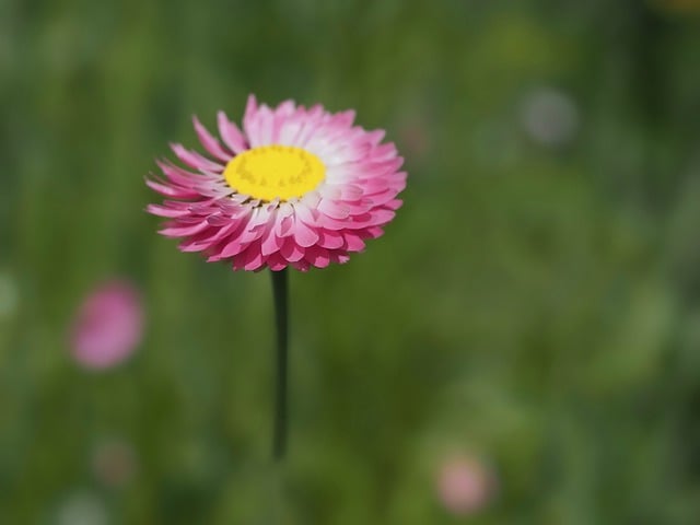 Free download daisy pink flower flower spring free picture to be edited with GIMP free online image editor