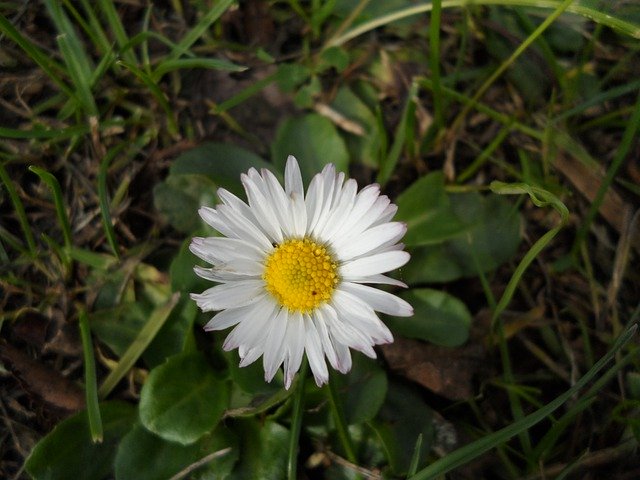 Kostenloser Download Daisy Plant Flower - kostenloses Foto oder Bild zur Bearbeitung mit GIMP Online-Bildbearbeitung