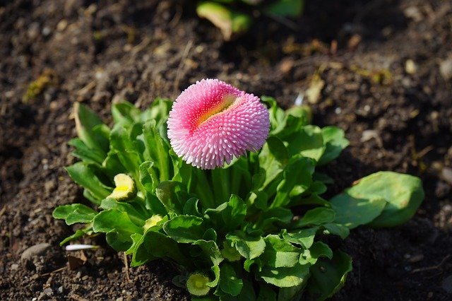 Free download daisy red flower blossom bloom free picture to be edited with GIMP free online image editor