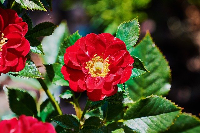 تنزيل Daisy Red Garden مجانًا - صورة أو صورة مجانية ليتم تحريرها باستخدام محرر الصور عبر الإنترنت GIMP