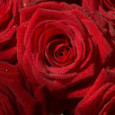 daisy red roses  screen for extension Chrome web store in OffiDocs Chromium