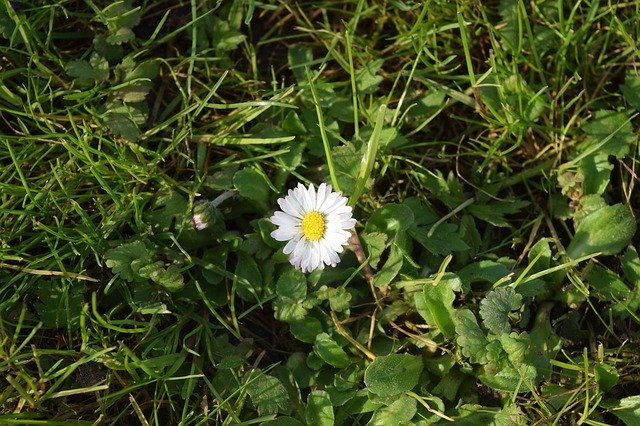 Free download Daisy Rush Grass -  free photo or picture to be edited with GIMP online image editor