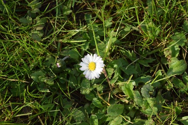 免费下载 Daisy Rush Grass - 可使用 GIMP 在线图像编辑器编辑的免费照片或图片