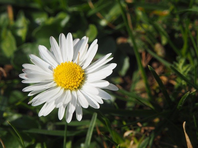 Free download daisy spring garden flower nature free picture to be edited with GIMP free online image editor