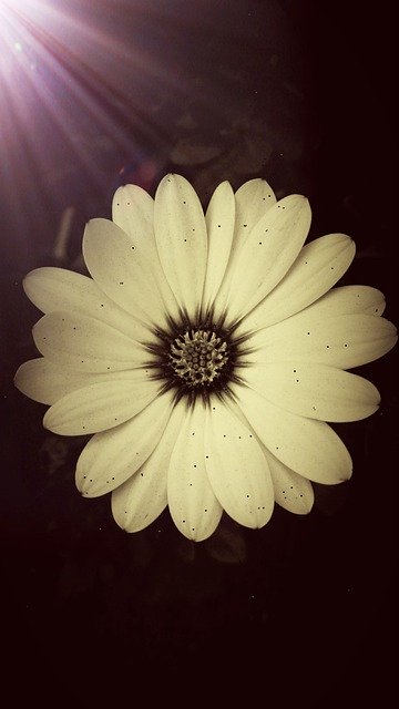 Free download Daisy Spring Summer -  free photo or picture to be edited with GIMP online image editor