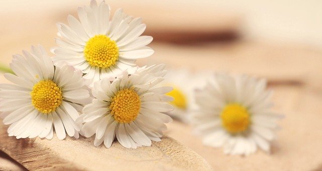 Free download daisy thank you romantic romance free picture to be edited with GIMP free online image editor