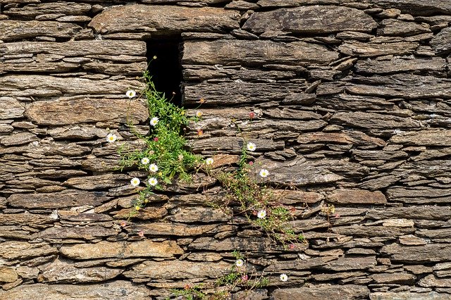 Безкоштовно завантажте Daisy Wall Flower - безкоштовне фото або зображення для редагування в онлайн-редакторі зображень GIMP