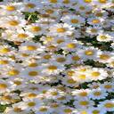 daisy wallpaper  screen for extension Chrome web store in OffiDocs Chromium