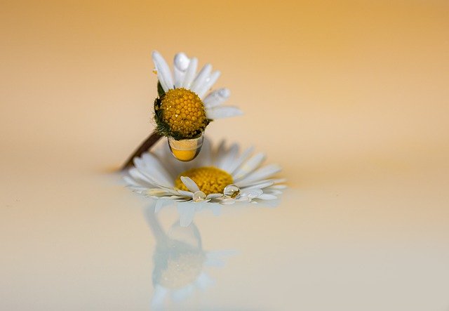 Free download daisy waterdrop water pearls free picture to be edited with GIMP free online image editor