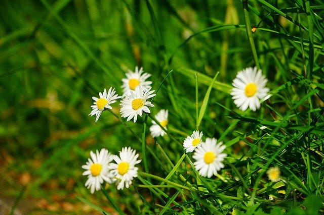 Free download daisy white bellis perennis free picture to be edited with GIMP free online image editor