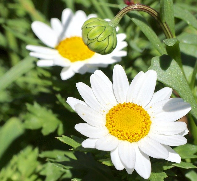 ดาวน์โหลดฟรี Daisy White Bloom - ภาพถ่ายหรือรูปภาพฟรีที่จะแก้ไขด้วยโปรแกรมแก้ไขรูปภาพออนไลน์ GIMP