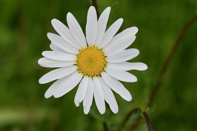 Free download daisy white daisy white flower free picture to be edited with GIMP free online image editor