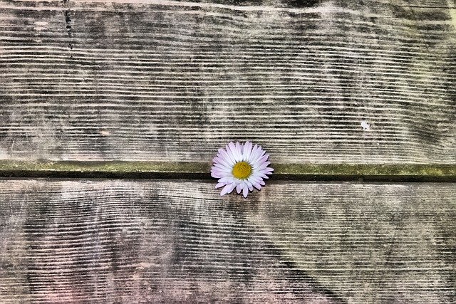 Bezpłatne pobieranie daisy wood deco blossoms mp pink darmowe zdjęcie do edycji za pomocą bezpłatnego internetowego edytora obrazów GIMP