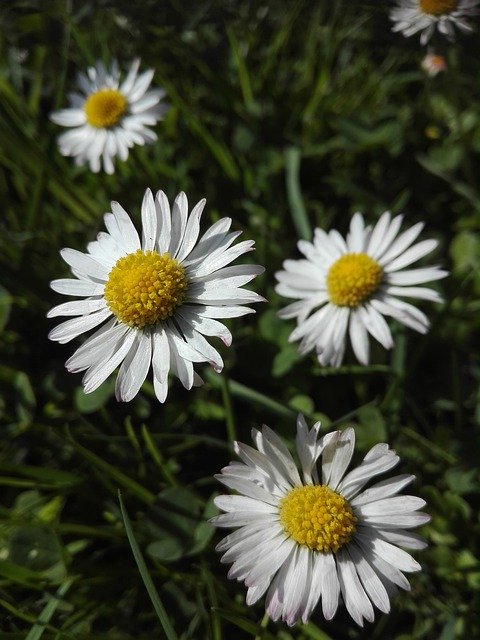 Unduh gratis Daisy Yellow Spring - foto atau gambar gratis untuk diedit dengan editor gambar online GIMP