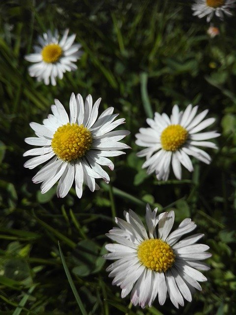 دانلود رایگان Daisy Yellow Spring - عکس یا عکس رایگان رایگان برای ویرایش با ویرایشگر تصویر آنلاین GIMP