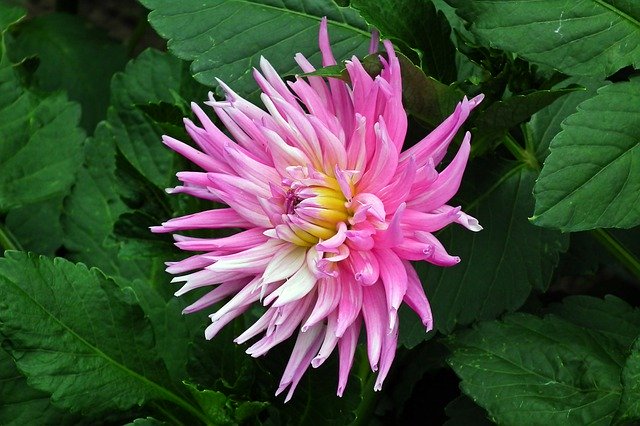 Unduh gratis Dalia Flower Colored - foto atau gambar gratis untuk diedit dengan editor gambar online GIMP