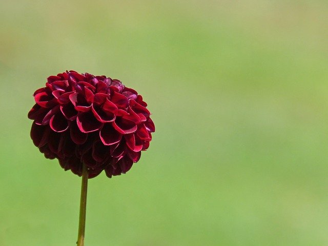 Kostenloser Download Dalia Flower Petals - kostenloses Foto oder Bild zur Bearbeitung mit GIMP Online-Bildbearbeitung