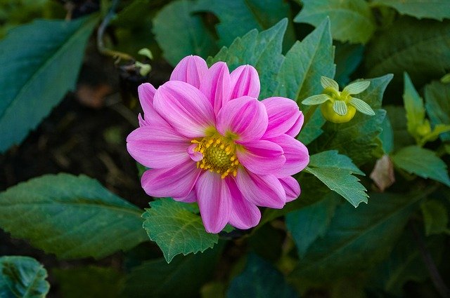 Free download Dalia Flower Pink -  free photo or picture to be edited with GIMP online image editor
