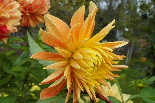 Free download Dalia Flower Plant -  free photo or picture to be edited with GIMP online image editor
