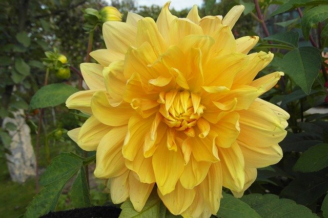 Kostenloser Download Dalia Yellow Garden - kostenloses Foto oder Bild zur Bearbeitung mit GIMP Online-Bildbearbeitung