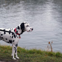 Dalmatian Dog  screen for extension Chrome web store in OffiDocs Chromium