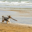 Dalmatian Dog on the Beach  screen for extension Chrome web store in OffiDocs Chromium