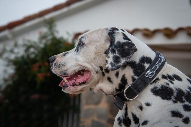 Free download dalmatian dog pet canine animal free picture to be edited with GIMP free online image editor