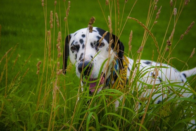 Téléchargement gratuit de Dalmatian Hiding Play Fight - photo ou image gratuite à éditer avec l'éditeur d'images en ligne GIMP