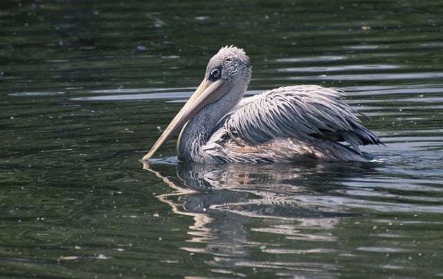 Free download dalmatian pelican bird waterfowl free picture to be edited with GIMP free online image editor