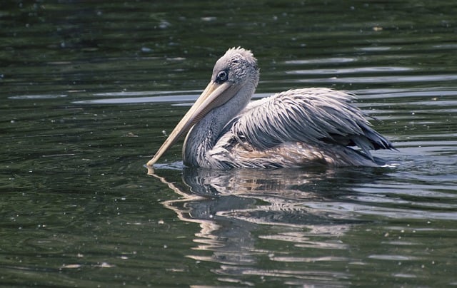 Free download dalmatian pelican bird waterfowl free picture to be edited with GIMP free online image editor