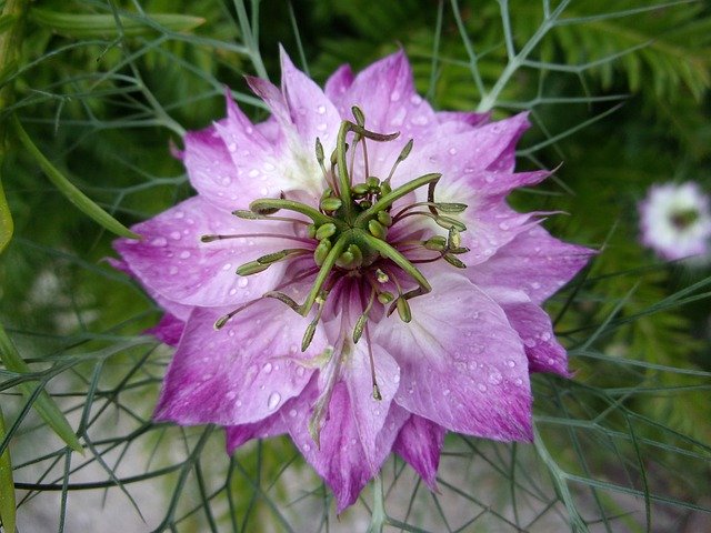 Free download Damascus Nigella Flower Garden -  free photo or picture to be edited with GIMP online image editor