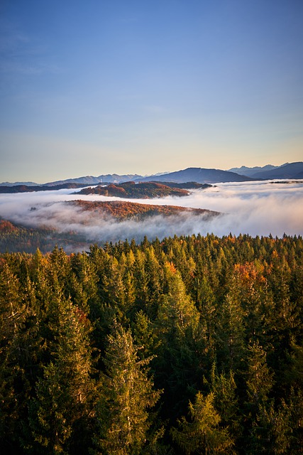 Free download dambergwarte fog foggy foggy forest free picture to be edited with GIMP free online image editor
