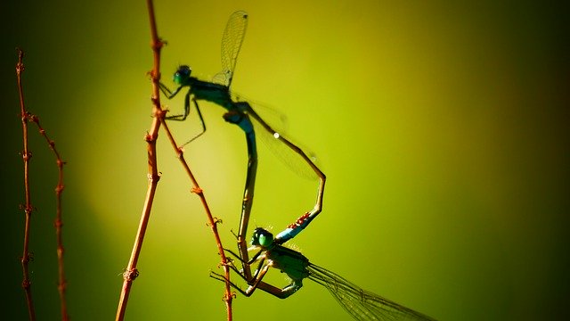 Unduh gratis Damsel Dragonfly Nature - foto atau gambar gratis untuk diedit dengan editor gambar online GIMP