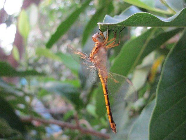 دانلود رایگان Damselflies Insect - عکس یا عکس رایگان قابل ویرایش با ویرایشگر تصویر آنلاین GIMP