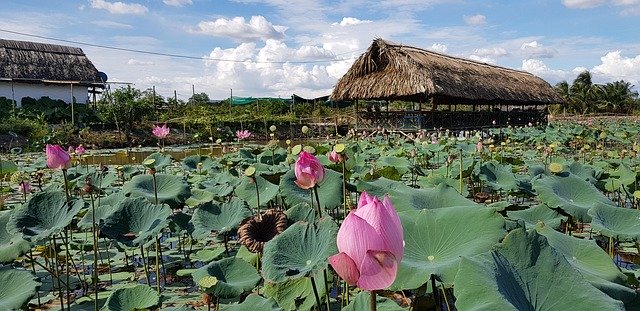 Download gratuito di Dam Sen Lotus Pond: foto o immagine gratuita da modificare con l'editor di immagini online GIMP