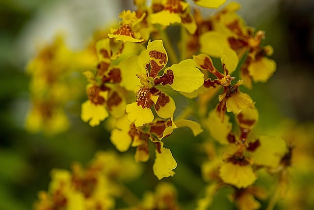 Free download dancing lady orchids orchids flowers free picture to be edited with GIMP free online image editor