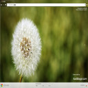 Dandelion 2  screen for extension Chrome web store in OffiDocs Chromium