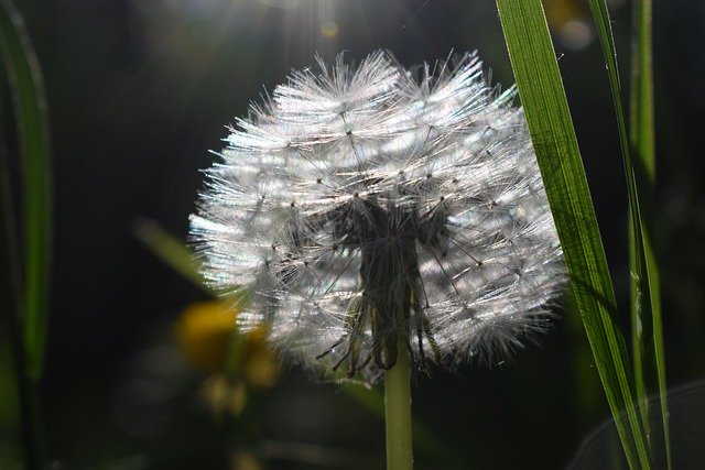Free download Dandelion Backlighting Close Up -  free photo or picture to be edited with GIMP online image editor