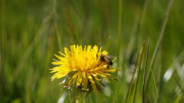 Free download Dandelion Bee Yellow -  free photo or picture to be edited with GIMP online image editor