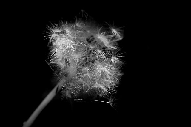 Скачать бесплатно Черно-белое семя одуванчика - бесплатное фото или изображение для редактирования с помощью онлайн-редактора изображений GIMP
