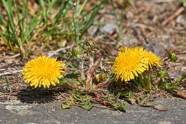 Free download Dandelion Bloom Blossom -  free photo or picture to be edited with GIMP online image editor