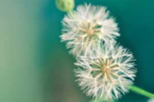 Free download dandelion-bloom free photo or picture to be edited with GIMP online image editor