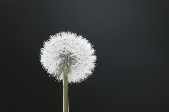Free download dandelion blow wish you flying free picture to be edited with GIMP free online image editor